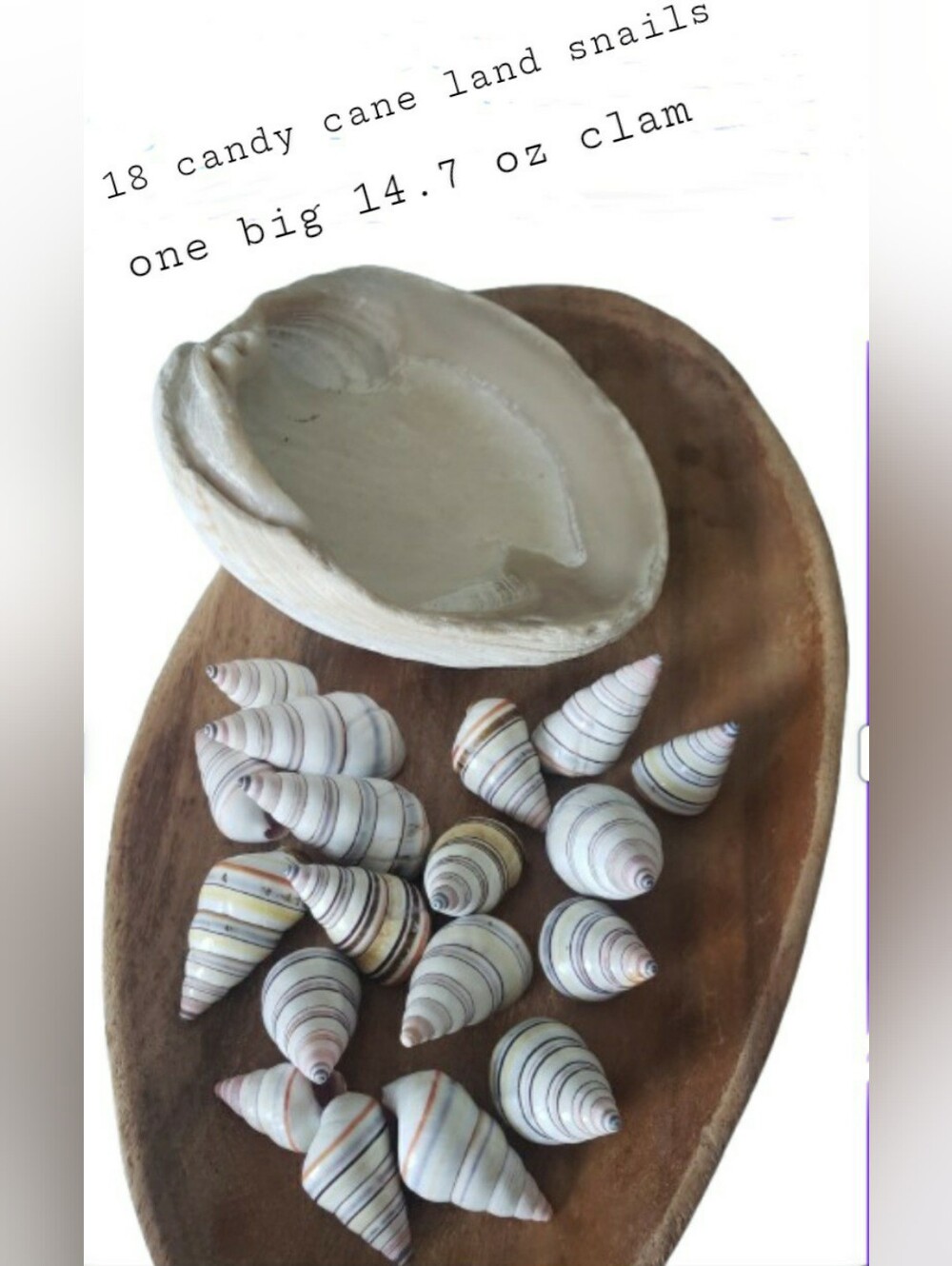 Ocean And Land Shells